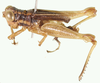 Taeniophora dentipes Stål, 1873: male, lateral view. (Otu).
