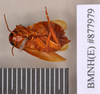 Dorylaea andrewsi (Hanitsch, 1931): Lectotype, female, ventral. BMNH(E)#877979. (Otu).