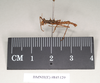 Ommatopseudes harmani (Brock, 1995): copyright Natural History Museum, London. male, lateral view (paratype). (Otu).