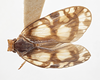 Habitus, dorsal view: !! display not done !! on Bothriocera dampfi Caldwell, 1943: (Observation).