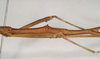 CollectionObject 1559430; 0ff15772-69cf-4ade-93a0-39d16826f620: copyright Natural History Museum, London. male: mesothorax, lateral view of synonym Lonchodes hosei herberti (paratype). (CollectionObject).;CollectionObject 1559431; 46b1f043-e927-45f1-9ae1-a4e9b7601344: copyright Natural History Museum, London. male: mesothorax, lateral view of synonym Lonchodes hosei herberti (paratype). (CollectionObject).