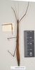 CollectionObject 1557678; 287eeb51-1fd9-4681-af17-6dc6874392ee: copyright Natural History Museum, London. female (syntype). (CollectionObject).;CollectionObject 1557679; 006811f1-1135-452a-96dd-3f7a6ef14493: copyright Natural History Museum, London. female (syntype). (CollectionObject).