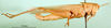 CollectionObject 1576216; 9d46f2c7-9426-4939-836e-e8e04ea2a7c3: male, lateral view (paralectotype). (CollectionObject).