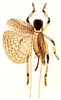 Caustogryllacris podocausta podocausta (Haan, 1843): Pl. 7, Fig. 6. dorsal view. (Otu).