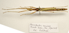 CollectionObject 1595831; d1736daa-7969-4733-b2a0-3ce8c3694810: copyright LKCNH Singapore. female, dorsal view (paratype). (CollectionObject).;CollectionObject 1595832; 65cc8a4f-884c-42f9-9849-b16618b6650a: copyright LKCNH Singapore. female, dorsal view (paratype). (CollectionObject).