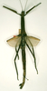 CollectionObject 1559542; a22ce581-cbfd-4d06-9ba6-40eb01f9bd55: copyright RMNH, Leiden. female (holotype). (CollectionObject).