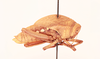 CollectionObject 2045665; 7b2ca005-c53d-4d32-b1e9-3905e6a34f9e, NHMUK015982310: male, lateral view (paratype of Parabullacris vansoni). (CollectionObject).