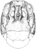 CollectionObject 1477880; 43a0bf28-b188-4aff-9db1-bbefd45b98ce: Fig. 323. female, head, facial view. (CollectionObject).