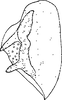 Pygofer ventral appendages, ventral view on Eupteryx (Eupteryx) alticola Ribaut, 1936: Pygofer ventral appendages, ventral view. (Observation).