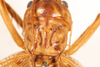 CollectionObject 1531276; 48681b7a-2be1-437d-970c-6ca62050ee3e: female, dorsal view (syntype). (CollectionObject).