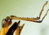CollectionObject 1498828; 1783afad-7590-4bb1-b9be-3e5e70c2c749: 2012. female,hind tibiae and abdomen tip, lateral view. (CollectionObject).
