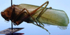 CollectionObject 1522566; b1a3893c-e51d-42be-8616-14b919b65165: male, lateral view (holotype of Phrixa bidentata). (CollectionObject).