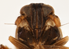 Head on Delphacodes saxicola Muir, 1926: (Observation).