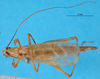 CollectionObject 1500824; 6bab2331-ef91-46c4-b289-34d2f367f604: male, dorsal view (lectotype). (CollectionObject).