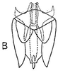 Subgenital plate: !! display not done !! on Amplicephalus (Amplicephalus) marginellanus (Metcalf, 1955): genital capsule, ventrally. (Observation).