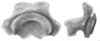 Ceuthophilus (Ceuthophilus) gracilipes gracilipes (Haldeman, 1850): Figs. 20-20a. epiphallus. (Otu).