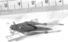 CollectionObject 1523992; 3f469f44-8689-432b-80ca-207e4a4851ca: female, dorsal view (syntype of Atrachelacris gramineus). (CollectionObject).