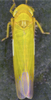 Habitus, dorsal view: Habitus (male). (Observation).