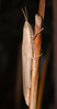 CollectionObject 1574025; 16a0b9e3-9b94-42b8-940e-76ffe60b1dc7: female (Albania, Divjakë-Karavasta NP). (CollectionObject).