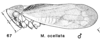 Habitus, lateral view: !! display not done !! on Macropsis (Macropsis) ocellata Provancher, 1872: (Observation).