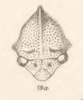 Head: !! display not done !! on Adippe inconspicua Fowler, 1896: (Observation).