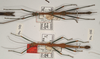 CollectionObject 1560999; 524f3dff-de75-4d3e-940d-8a4ce011418b: copyright OUMNH. male of Lonchodes forcipatus (syntypes). (CollectionObject).