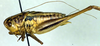 CollectionObject 1500468; 8e5279f8-6fe1-4dbd-9942-71b18aa06ef8, DORSA BTvickniHTM: male, lateral view (holotype). (CollectionObject).