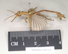 CollectionObject 1560887; NHMUK(SF IMPORT DUPLICATE) 845169, 41802941-4b62-4127-8252-8f41092590da: copyright Natural History Museum, London. male, lateral view (holotype). (CollectionObject).