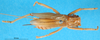 CollectionObject 1567523; 5d91869a-c3de-4764-a319-c7149260b3b4: female, dorsal view. (CollectionObject).