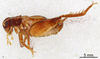 CollectionObject 1522887; 452d108d-8f8c-43c6-a616-6c388fa608b4: Male, lateral view (holotype). (CollectionObject).