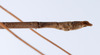 CollectionObject 1559066; 4416745c-266d-40cf-a6f4-f0b409ae828e: copyright ZMUH, Hamburg. male: end of abdomen, lateral view of Lonchodes longiceps (holotype). (CollectionObject).