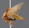 Habitus, lateral view on Ennya notata (Stål, 1870): (Observation).