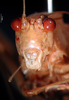 CollectionObject 1500497; 98ebb98f-90f3-4cf5-a007-171774d8c514, DORSA BTaraincHTM: male, frontal view (holotype). (CollectionObject).