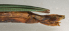 CollectionObject 1560376; eb4f2c23-ae98-4ce0-a1e0-d89f07c0b70d: copyright NMW, Vienna. female: end of abdomen, lateral view (paralectotype). (CollectionObject).;CollectionObject 1560377; 3bbef69a-5069-4a0e-ae1b-ca7cfb1b4749: copyright NMW, Vienna. female: end of abdomen, lateral view (paralectotype). (CollectionObject).