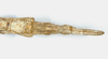 CollectionObject 1558921; 67f0d01b-579a-4d70-a077-8b7fd6095126: copyright RMNH, Leiden. female: end of abdomen, ventral view of Phasma angulata Stoll, 1813 [renamed micropterus] (holotype). (CollectionObject).