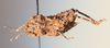 CollectionObject 1589499; 651f12bc-2123-4709-a04e-90765fbf35b2, MNHN-EO-CAELIF11362: female, dorsolateral view (holotype). (CollectionObject).