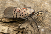 Lycorma delicatula. Newark, New Castle Co., Delaware, USA; September 15, 2021. Depicts Live specimen, an Observation.