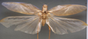 CollectionObject 1505941; dc92b144-edcd-4331-8aec-3e839a1e5faa: male, dorsal view syntype). (CollectionObject).