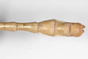 CollectionObject 1576632; 93772d7e-7568-4b9d-8be9-021fcf0a0502: copyright FSCA. male: end of abdomen, dorsal view (holotype). (CollectionObject).