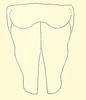 Subgenital plate, ventral view on Chinaia bella Bruner & Metcalf, 1934: Male specimen: valve and subgenital plates, ventral view. (Observation).