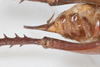 CollectionObject 1505597; 115debb9-a969-4567-8ba3-29bb6b007351: Female, ventral view (syntype). (CollectionObject).