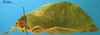 CollectionObject 1566244; 979cc6e8-1320-4467-9e23-56c0d9e15be1: female, lateral view (allotype). (CollectionObject).