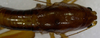 CollectionObject 1525546; f93ffb83-638f-44c4-ae50-4ff4b5f9ef27: male, dorsal view. (CollectionObject).