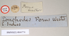CollectionObject 1559564; NHMUK(SF IMPORT DUPLICATE) 844774, aa7b9465-9c12-4669-88e0-ede347c4c077: copyright Natural History Museum, London. male, data labels [round label reversed] (holotype). (CollectionObject).