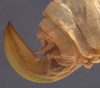 CollectionObject 1505670; 80b19f7b-2234-441b-b5cf-4b8ef106fc6d: female ovipositor (syntype). (CollectionObject).