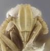 Head on Delphacodes seminiger (Stål, 1854): (Observation).