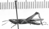 CollectionObject 1543699; 3979e28f-6ea5-4cdd-8293-717a8e17540f: Image Carbonell, C.S. male, lateral view (syntype or lectoallotype). (CollectionObject).