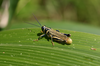 Diponthus crassus Bruner, 1910: male. (Otu).