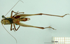 CollectionObject 1530693; 04647957-970c-4b5a-846f-93d1d3246651: male, dorsal view (syntype). (CollectionObject).
