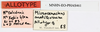 CollectionObject 1559860; 76487e96-7513-4886-8ea4-5ab9785dc824: copyright MNHN, Paris. female, data labels (paratype). (CollectionObject).